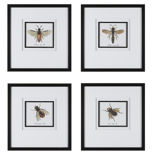 Anthophila Framed Prints, S/4 (41428)