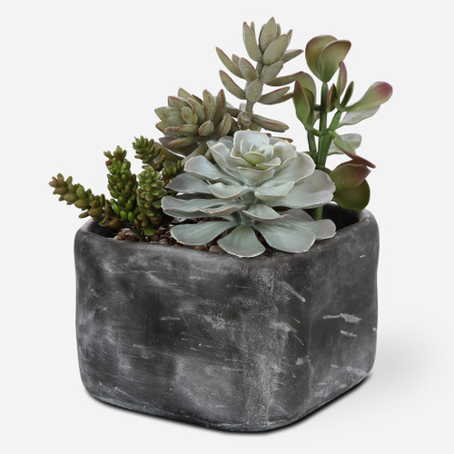 Alverio Desert Garden Succulents (60173)