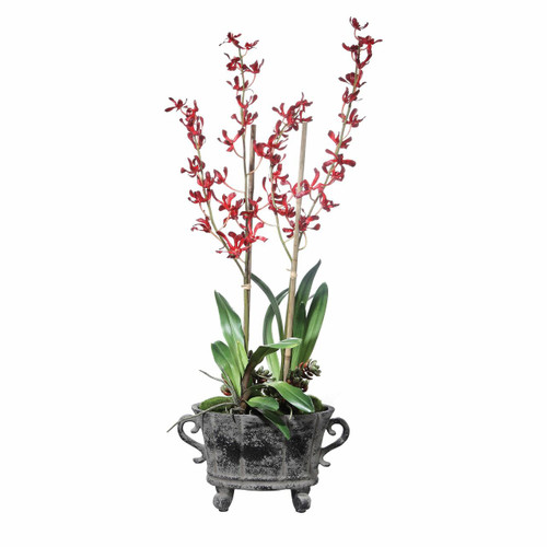 Reza Potted Orchid (60151)