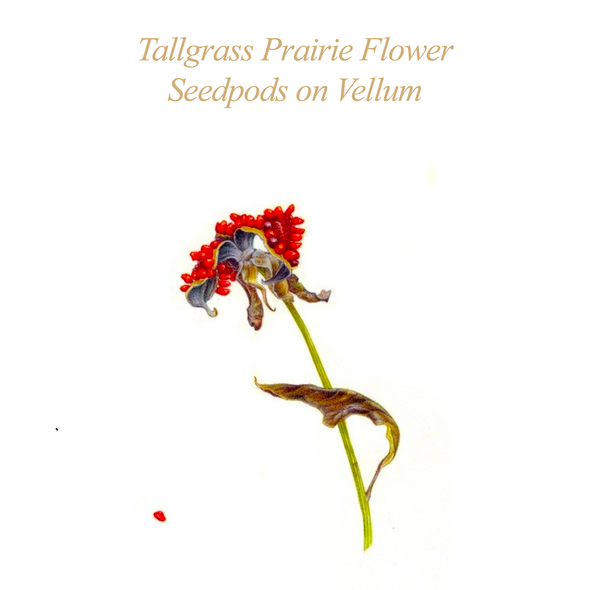 ASBA 2025 - Carol Woodin - Tallgrass Prairie Flower Seedpods on Vellum