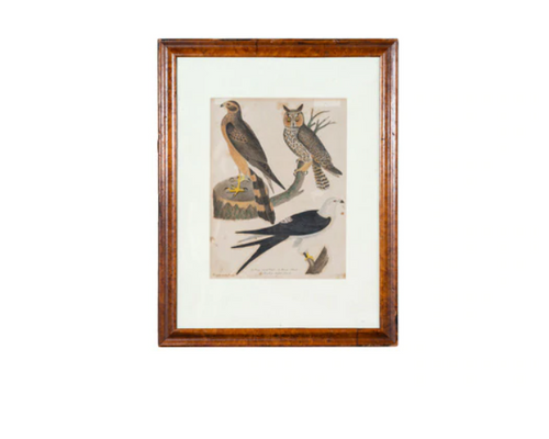 ANTIQUE ORNITHOLOGY PRINT II
