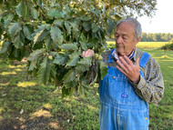 Huge Acorns