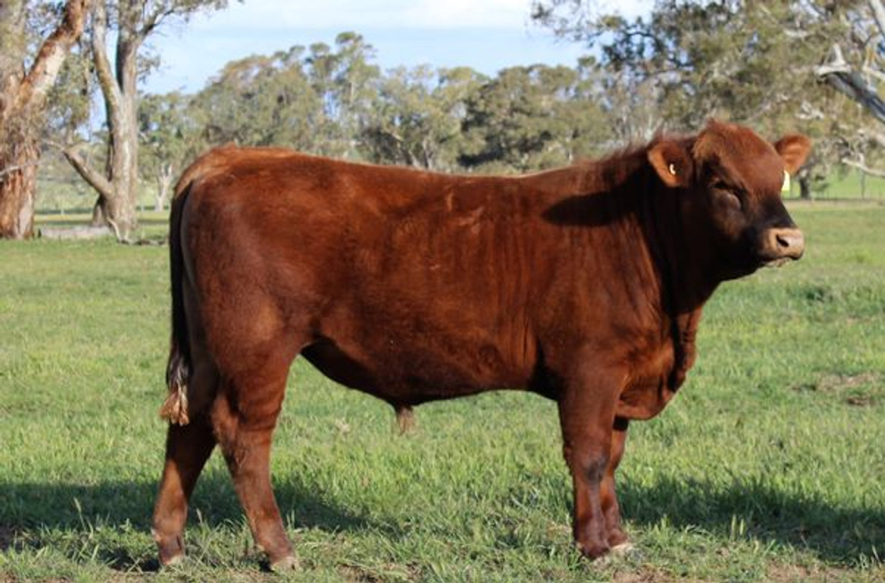 Now offering  beef from our own red Angus herd raised next to the Winery