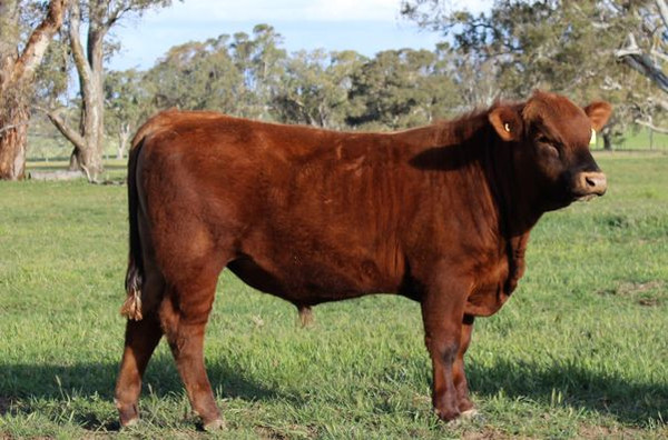 Reserve Your Split-Quarter of Angus Beef