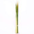 Fresh-green-palm-strips-for-palm-sunday-sold-in-a-bundle-of-100 