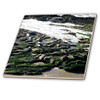 Fisher Paykel 211627 3dRose ct__4 Seals at The Coast at The Carpinteria Harbor Seal Rookery Ceramic Tile, 12"