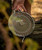 T1 Dial Scales