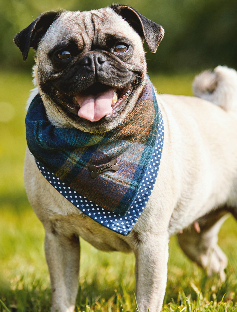 Tweed hot sale dog bandana