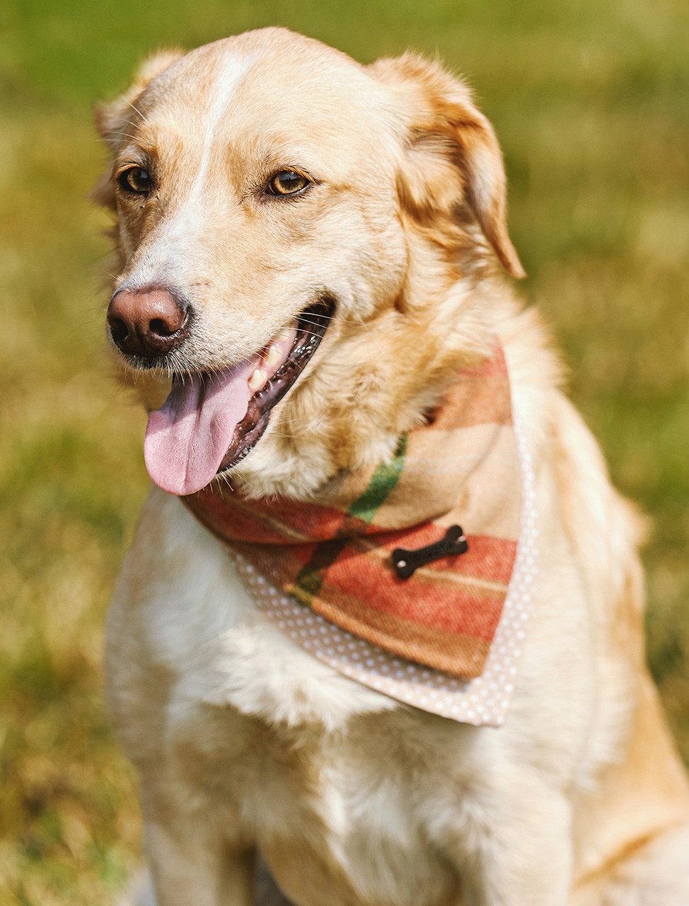 Tweed hot sale dog bandana