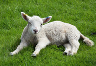 Why Choose Wool?