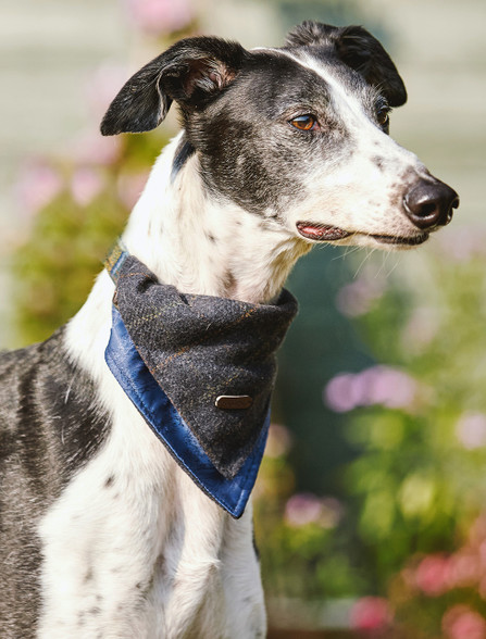 Irish Heritage Tartan Doggy Bandana - Blue Box Check