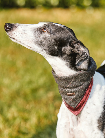 Irish Heritage Tartan Doggy Bandana - Grey Herringbone
