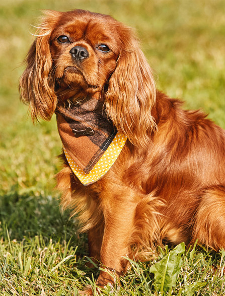 Irish Heritage Tartan Doggy Bandana - Amber Check