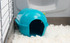 Guinea Pig Igloo