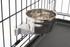 Stainless Dog Cage Crock Bowl 10oz