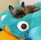 Puppy sleeping on top of the Perry the Playtpus Pillow Pet.