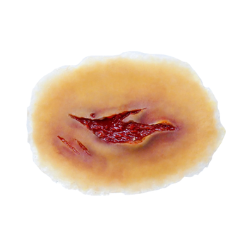 Techline Trauma Laceration Wound - Medium