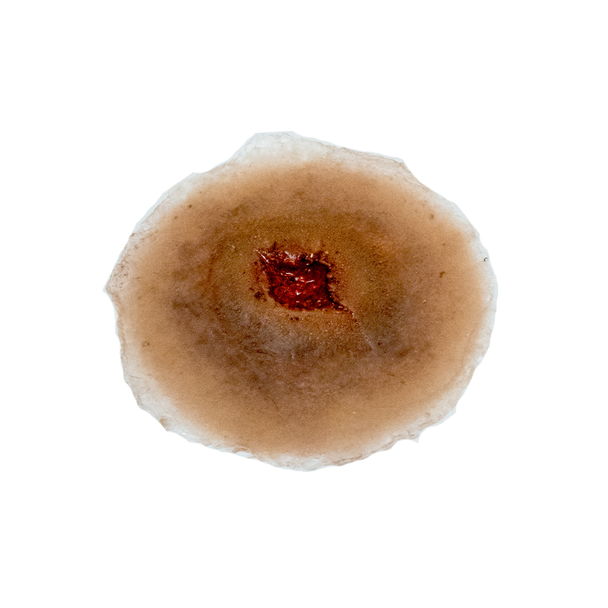 Techline Trauma Gunshot Entry Wound - Large
