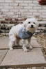 Pet-kerchief Bandana