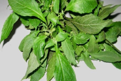 Fresh Scent Leaf/Efirin