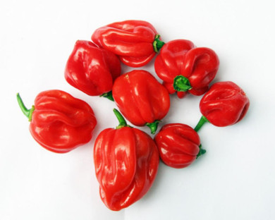 Hot pepper