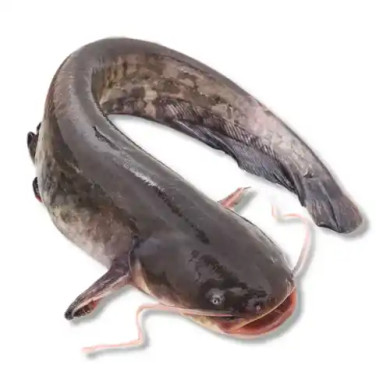Catfish