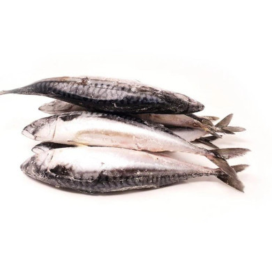 Frozen Mackerel Fish (Titus) 10kg
