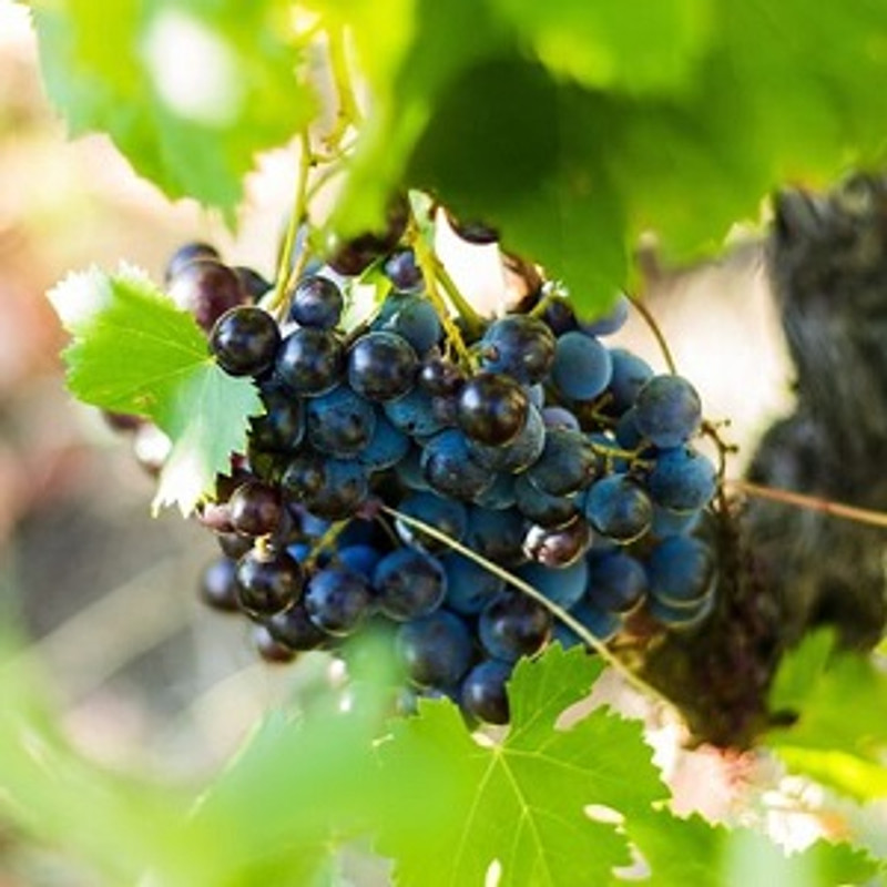 Frappato: My Favorite Sicilian Underdog