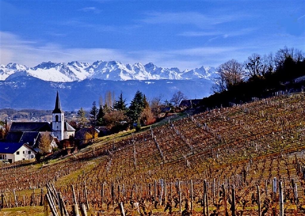 Jacquère: a Distinctively Alpine Grape
