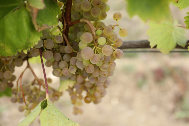 Tressallier: If Chablis and Muscadet Had a Baby...