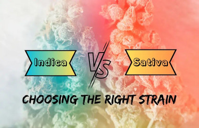 Choosing The Right Strain Choosing The Right Strain