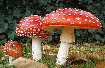 Introducing the Amanita Muscaria Mushrooms