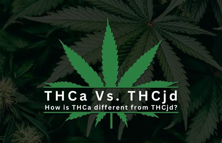 How is THCa different from THCjd?