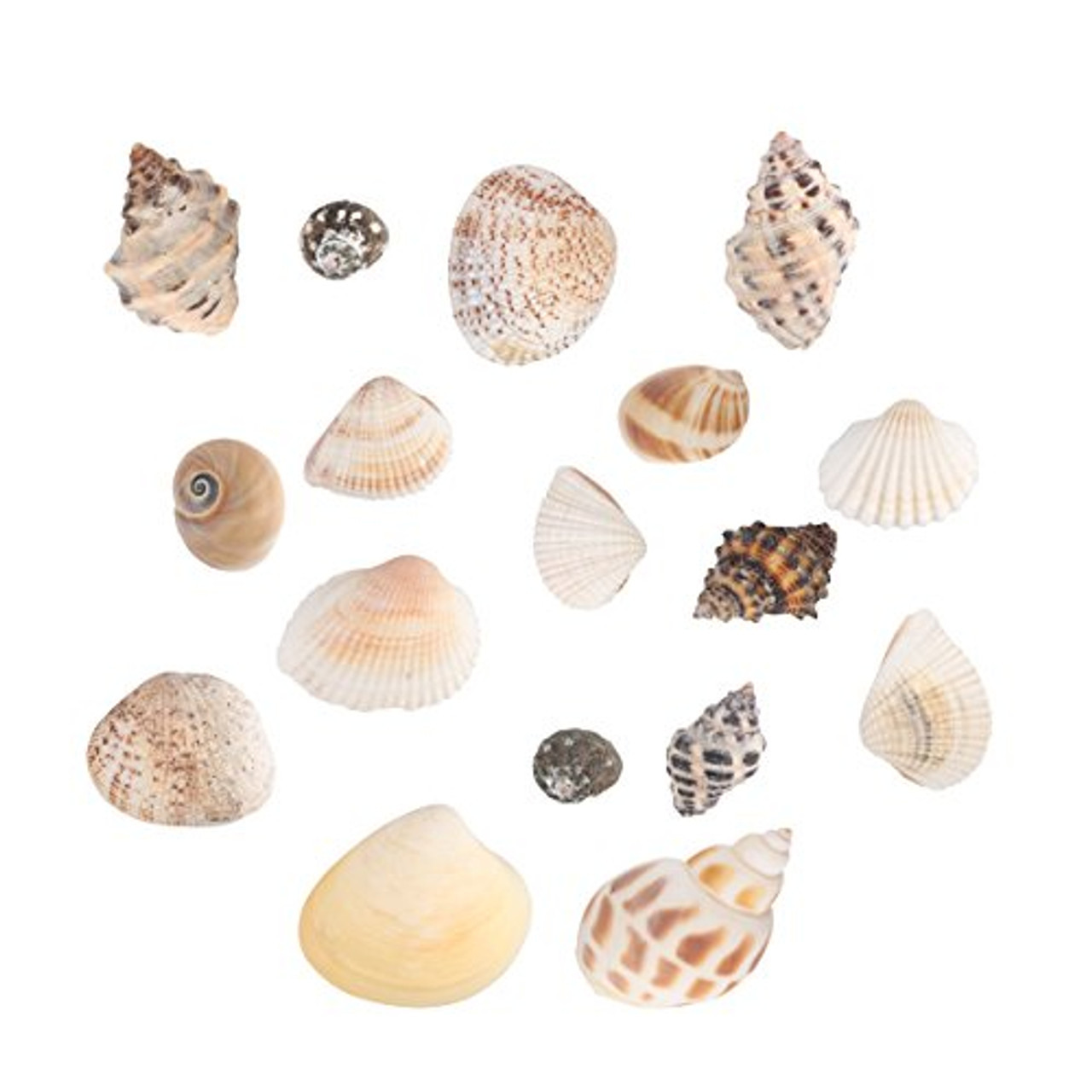 Weoxpr 200pcs Sea Shells Mixed Ocean Beach Seashells, Various Sizes Natural  Seashells for Fish Tank, Home Decorations, Beach Theme Party, Candle  Making, Wedding Decor, DIY Crafts, Fish Tan