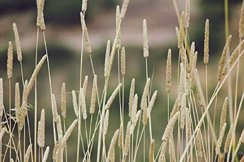 Climax Timothy Grass Seeds, 5 Pounds