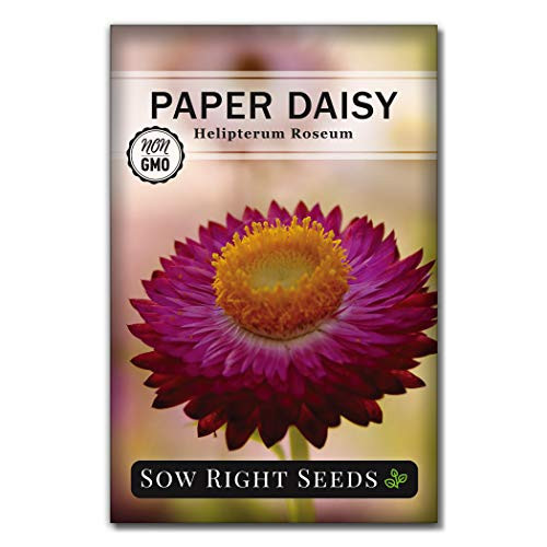 Sow Right Seeds -Paper Daisy Flower Seeds for Planting, Beautiful Flowers to Plant in Your Garden; Non-GMO Heirloom Seeds; Wonderful Gardening Gifts (1)