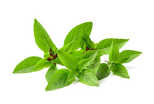 Thai Basil Herb Seeds - Non-GMO - 0.5 Grams