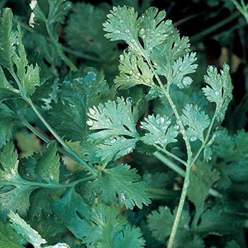 200+Cilantro Seeds- Chinese Parsley- Coriander- Herb- by Ohio Heirloom Seeds