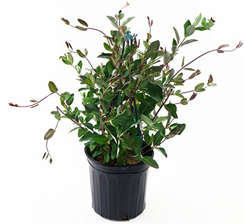 American Beauties Native Plants - Lonicera semp. 'Major Wheeler' (Honeysuckle) Vine, , #2 - Size Container