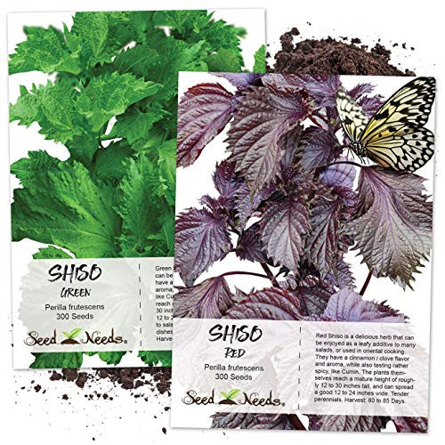 Seed Needs, Shiso Seed Collection (2 Individual Packets) Non-GMO