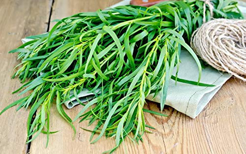 Seeds French Tarragon (Estragon) Medicinal Perennial Herbs for Planting Wild Pickling Non GMO