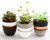 PASENITY Hand Painted Concrete Plant Pots, Set of 3 Small Modern Cement Succulent Pots with Drainage, Best Planters for Cactus, Herbs, Office, Home Gift Idea for Women (Plants NOT Included), 3.5 Inch