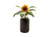 Back to the Roots Organic Sunflower Windowsill Planter - True Sunflower Seeds for Indoor Planting - Mason Jar Grow Kit & Planter