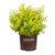 Southern Living Sunshine Ligustrum Shrub Plants