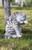 Hi- Line Gift 87698-B American Shorthair Washing Grey Tabby Cat Statue