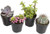 Altman Plants - Levende vetplanten Fairy Garden Kit (4-pack) Geassorteerde 2,5" vetplanten in pot Levende kamerplanten - Cactussen in plantenbakken - Cactusplanten Levende kamerplanten Levende kamerplanten