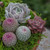 Altman Plants - Elävät mehikasvit Fairy Garden Kit (4 pakkaus) Valikoima 2,5" ruukkumehikasvit Elävät talon kasvit - Kaktukset istutusruukuissa - Kaktuskasvit elävät sisäkasvit Elävät huonekasvit