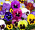 1,000+ Pansy Seeds- Swiss Giants Mix Flower Seeds (Bulk) Hardy Annual by Ohio Heirloom Seeds