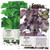 Seed Needs, Shiso Seed Collection (2 Individual Packets) Non-GMO