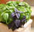 NIKA SEEDS - Herb Basil Mix - 700 Seeds